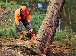 Best Fruit Tree Pruning  in Madison, WI