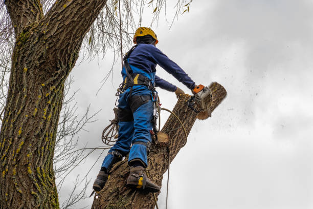  Madison, WI Tree Services Pros