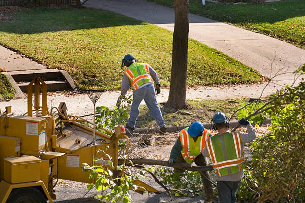 Best Emergency Tree Removal  in Madison, WI