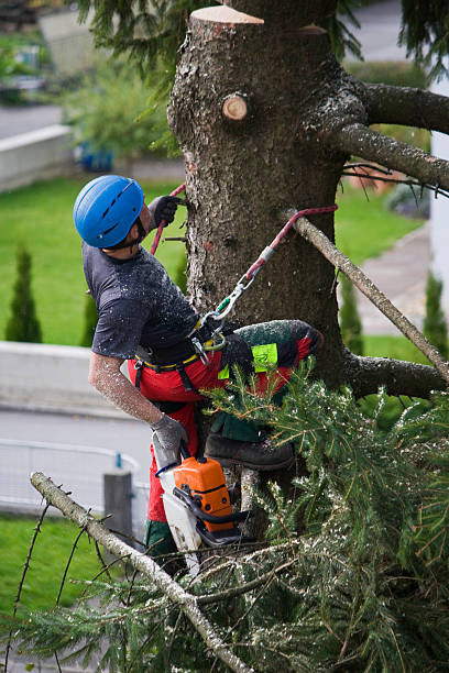 Professional Tree Care  in Madison, WI