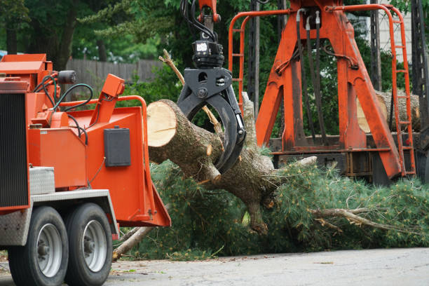 Best Firewood Processing and Delivery  in Madison, WI