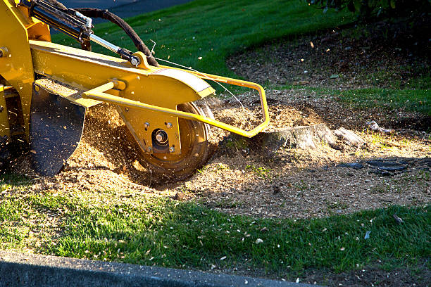 Best Tree Disease Treatment  in Madison, WI