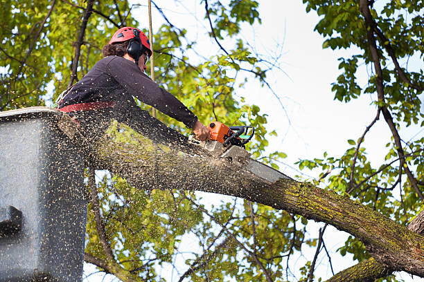 Best Palm Tree Trimming  in Madison, WI