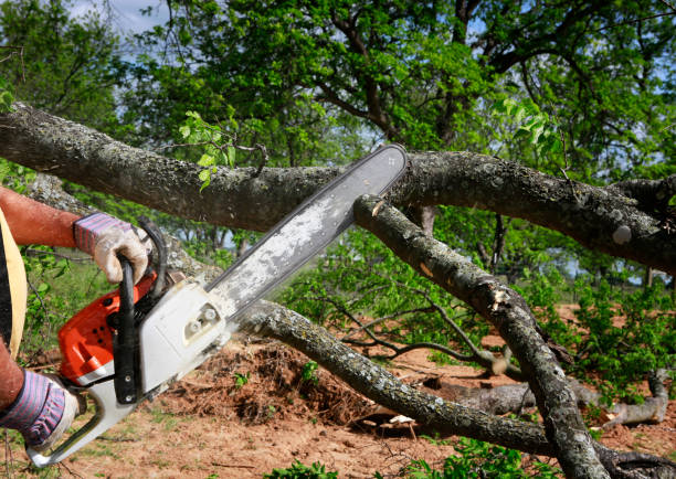 Best Seasonal Cleanup (Spring/Fall)  in Madison, WI